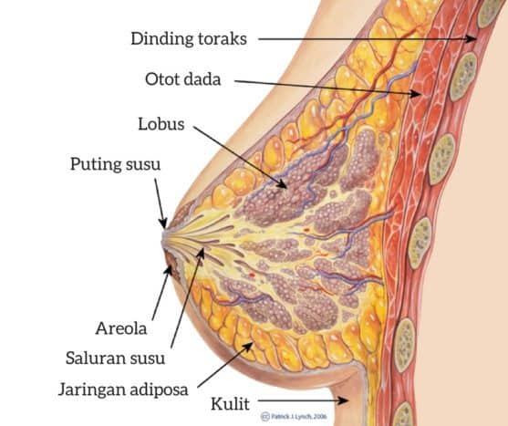 乳房解剖學
