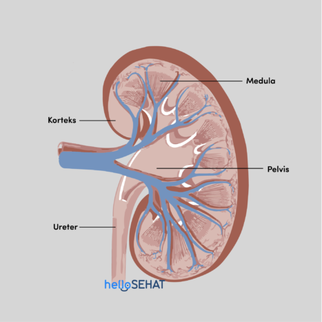 腎臟解剖學