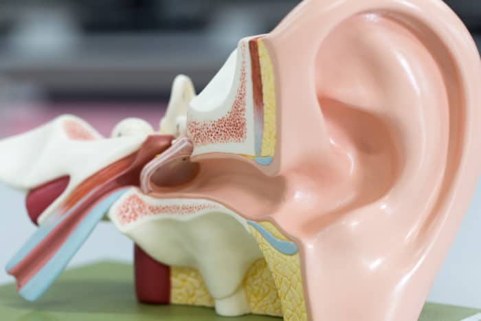 耳朵解剖學