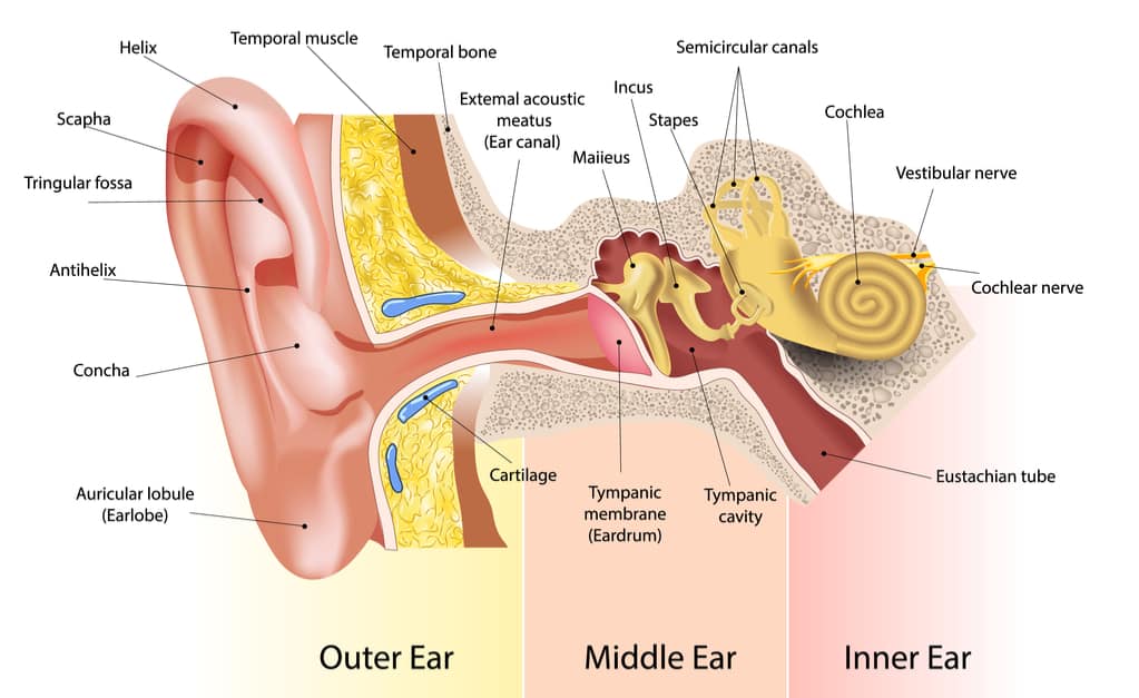 耳朵的一部分