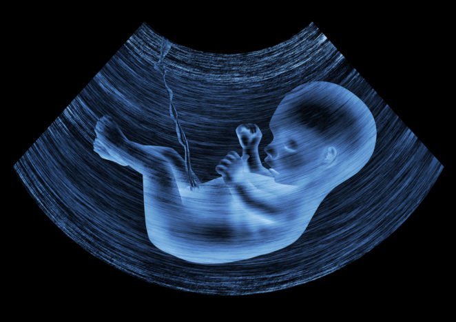 胎兒胎兒發育